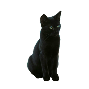 Adorable Black Cat Sitting Outdoors In Antalya, TüRkiye, Captured In A Candid Portrait. 14510 - Cat PNG image with transparent background